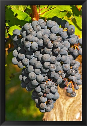 Framed Petit Verdot Vineyard, Chateau Pey la Tour, France Print