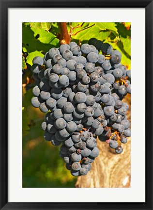 Framed Petit Verdot Vineyard, Chateau Pey la Tour, France Print