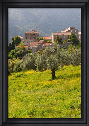 Framed Olive Groves, Ste-Lucie de Tallano Print