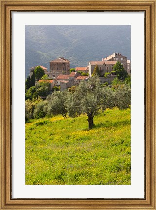 Framed Olive Groves, Ste-Lucie de Tallano Print