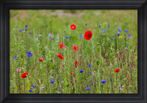 Framed Poppies, Dunkerque Print