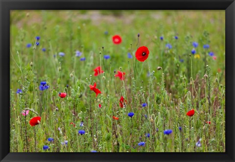 Framed Poppies, Dunkerque Print