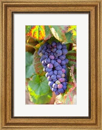 Framed Pinot Noir vineyard, Chambertin Print