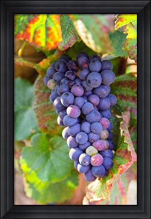 Framed Pinot Noir vineyard, Chambertin Print