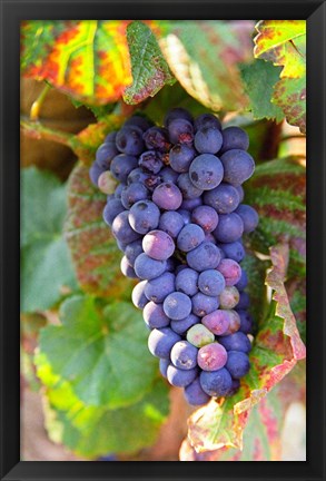 Framed Pinot Noir vineyard, Chambertin Print