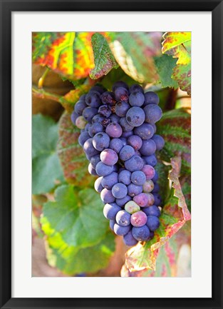 Framed Pinot Noir vineyard, Chambertin Print