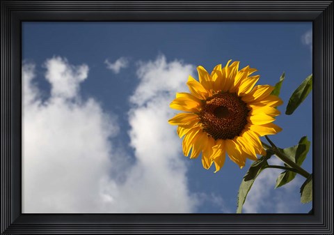 Framed Sunflower field in Loire Valley France Print