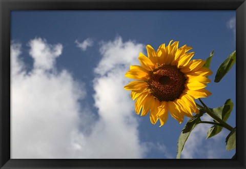 Framed Sunflower field in Loire Valley France Print