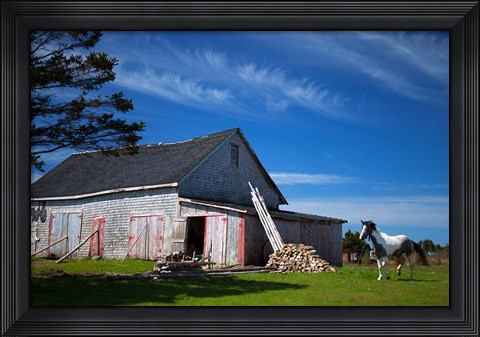 Framed Weathered barn and horse, Guysborough County, Nova Scotia, Canada Print