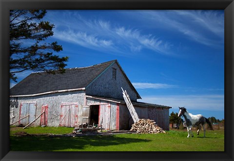 Framed Weathered barn and horse, Guysborough County, Nova Scotia, Canada Print