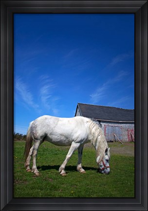 Framed White Horse and Barn, Guysborough County, Nova Scotia, Canada Print