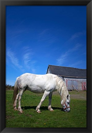 Framed White Horse and Barn, Guysborough County, Nova Scotia, Canada Print