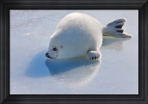 Framed Harp Seal Pup on Ice Print