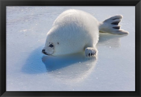 Framed Harp Seal Pup on Ice Print