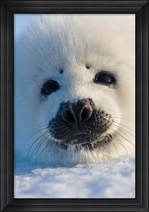 Framed Harp Seal Pup, Canada Print