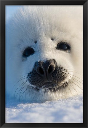 Framed Harp Seal Pup, Canada Print