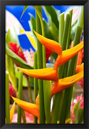 Framed Heliconia Flower, Seafront Market Print