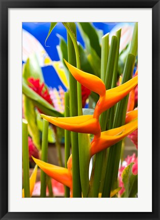 Framed Heliconia Flower, Seafront Market Print