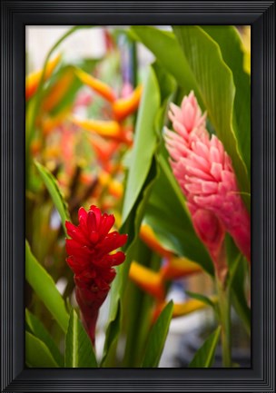 Framed Red Ginger Flowers, Seafront Market Print