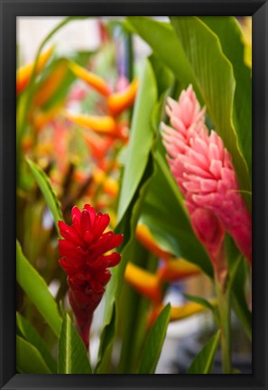 Framed Red Ginger Flowers, Seafront Market Print