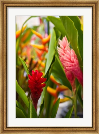 Framed Red Ginger Flowers, Seafront Market Print