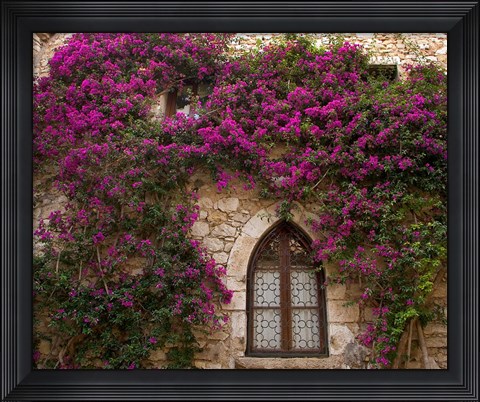Framed Bright Pink Bougainvillea, Eze, France Print