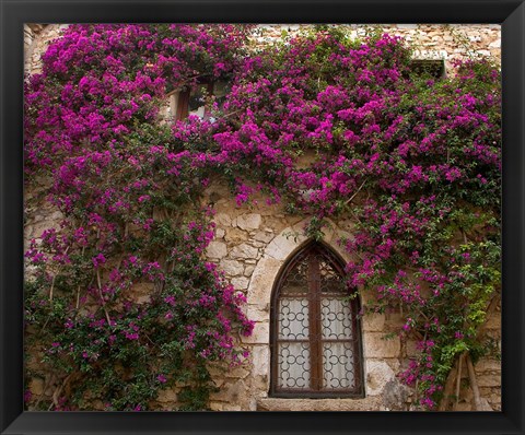 Framed Bright Pink Bougainvillea, Eze, France Print