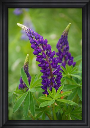 Framed Lupine Flowers Print