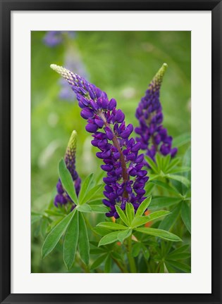 Framed Lupine Flowers Print