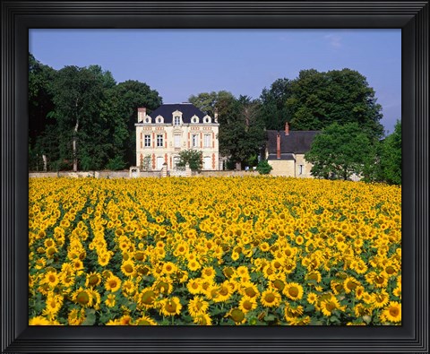 Framed Sunflowers and Chateau, Loire Valley, France Print