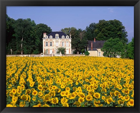 Framed Sunflowers and Chateau, Loire Valley, France Print