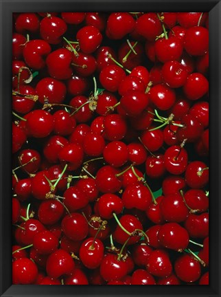 Framed Cherries, Normandy, France Print