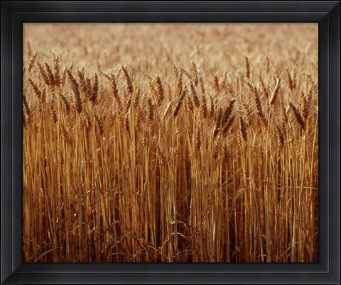 Framed Field of Wheat, France Print