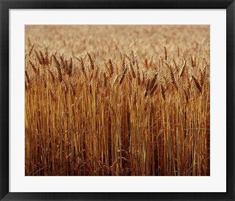 Framed Field of Wheat, France Print