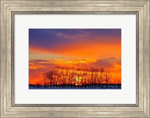 Framed Altona Trees at Sunrise Print
