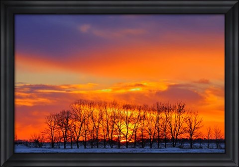 Framed Altona Trees at Sunrise Print