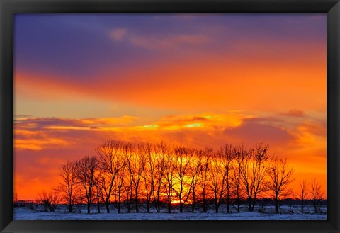 Framed Altona Trees at Sunrise Print