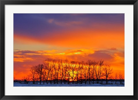 Framed Altona Trees at Sunrise Print