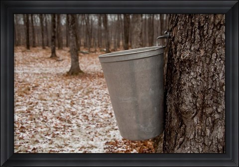 Framed Maple Trees in Quebec Print