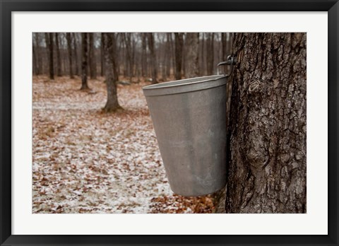 Framed Maple Trees in Quebec Print