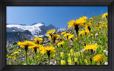 Framed Rough Hawkbit, Zillertal Alps Print
