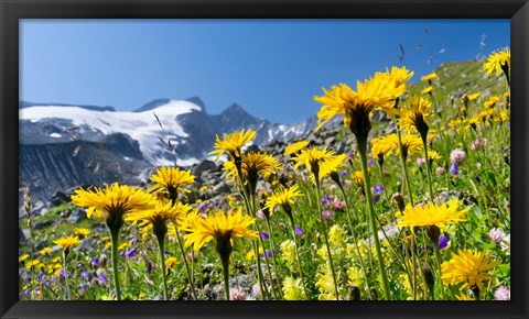 Framed Rough Hawkbit, Zillertal Alps Print