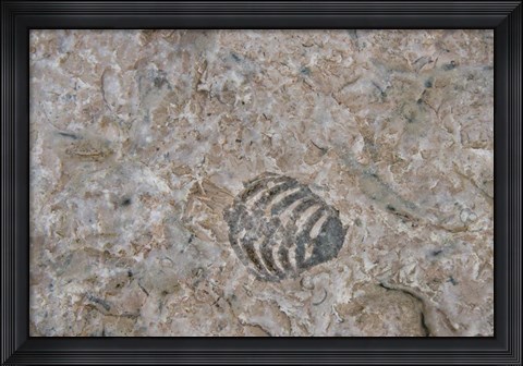 Framed Fossilized Creatures on Akpatok Island Print