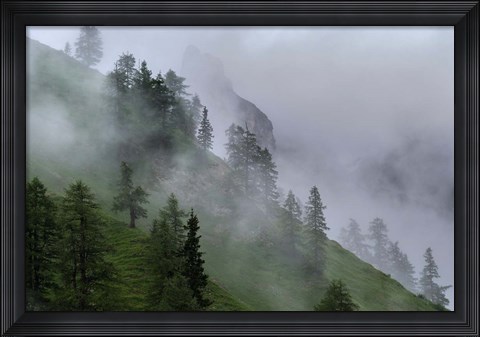 Framed Forest in Tyrol, Austria Print
