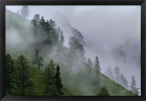 Framed Forest in Tyrol, Austria Print