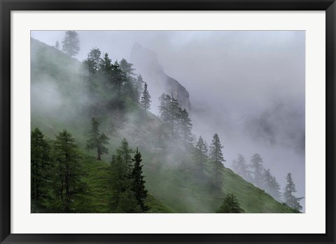 Framed Forest in Tyrol, Austria Print