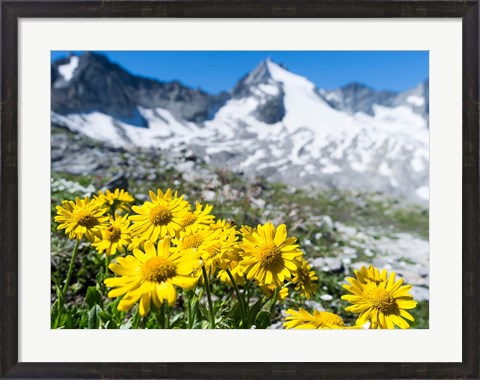 Framed Doronicum Flowers, Nationalpark Hohe Tauern Print