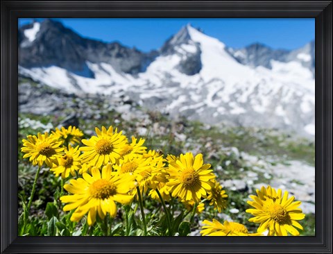 Framed Doronicum Flowers, Nationalpark Hohe Tauern Print
