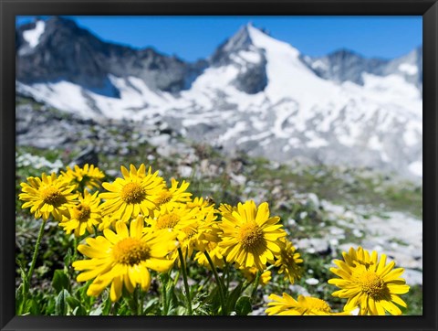 Framed Doronicum Flowers, Nationalpark Hohe Tauern Print