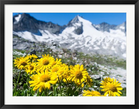 Framed Doronicum Flowers, Nationalpark Hohe Tauern Print